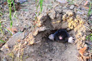 Call 629-277-0933 for Ground Mole Extermination in Nashville Tennessee