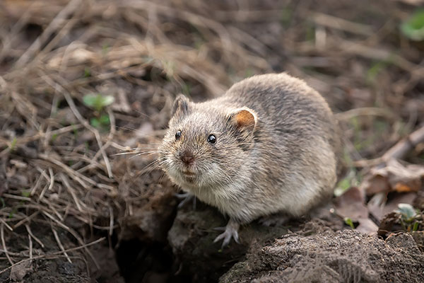difference between shrew and vole